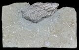 Eratocrinus Crinoid - Warsaw Formation, Illinois #45571-1